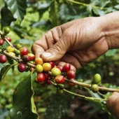 Sınırlı Stok Bourbon Kahve Fidanı (Küçük Boy, Tüplü) - 1