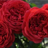 Tüplü Katmerli  Out Of Rosenheim Yediveren Gül Fidanı thumbnail 2