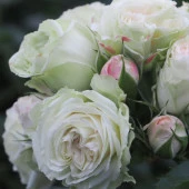 Tüplü Koleksiyonluk Çok Goncalı Aşılı Patricia Yediveren Gül Fidanı thumbnail 3