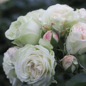 Tüplü Koleksiyonluk Çok Goncalı Aşılı Patricia Yediveren Gül Fidanı thumbnail 5