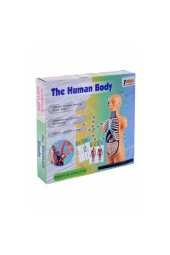 Asya Human Body Kutulu İnsan Vücudu 3305 thumbnail 1