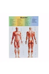 Asya Human Body Kutulu İnsan Vücudu 3305 thumbnail 2