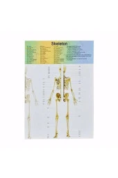 Asya Human Body Kutulu İnsan Vücudu 3305 thumbnail 3