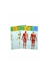 Asya Human Body Kutulu İnsan Vücudu 3305 thumbnail 4