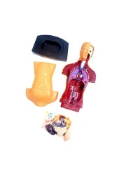 Human Body Kutulu İnsan Vücudu 3301 - 3