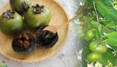 BLACK SAPOTE (ÇİKOLATA MEYVESİ) YAŞ 2,BOY 100-120 CM - 1