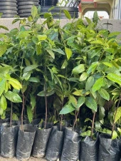 BLACK SAPOTE (ÇİKOLATA MEYVESİ) YAŞ 2,BOY 100-120 CM - 2