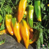 Sarı Kapya Biber Tohumu 75 Adet Tohum thumbnail 4