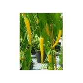 Sarı Kapya Biber Tohumu 75 Adet Tohum thumbnail 6