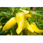 Sarı Kapya Biber Tohumu 75 Adet Tohum thumbnail 8