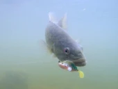 Captain 3069 Jumping Soft 7.5cm 14gr Levrek Silikonu Suni Yem thumbnail 4