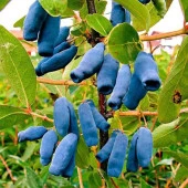 Saksıda meyve veren Honeyberry (Bal yemişi) Fidan yaş 2 boy 50-70 cm - 1