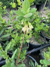 Saksıda meyve veren Honeyberry (Bal yemişi) Fidan yaş 2 boy 50-70 cm - 3