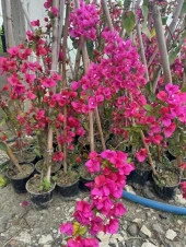 Saksıda Fuşya renk begonvil Yaş  2 BOY 120-150 CM - 1