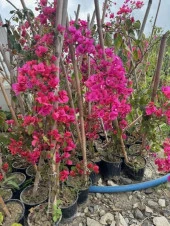 Saksıda Fuşya renk begonvil Yaş  2 BOY 120-150 CM - 2