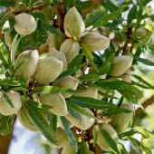 Tüplü Yarı Bodur Kendine Verimli Soğuklara Dayanıklı Milkshake Süt Bademi Fidanı - 3