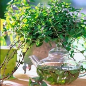 İngiliz Citaro Keskin Kokulu Nane Fidesi (2 adet) thumbnail 1