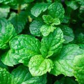 Leylak Rengi Çiçekleri Olan  Geniş Yapraklı Çaylık Tashkent Nane Fidesi (2 adet) thumbnail 1