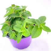 Yakima Sakız Aromalı Nane Fidesi (2 adet) - 1