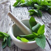 Saksılık Geniş Yapraklı Japon Abura Yağlık  Nane Fidesi (2 adet) thumbnail 1