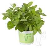 Geniş Yapraklı Hızlı Gelişen Garden Mint Bahçe Nanesi Fidesi (2 adet) - 1
