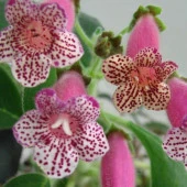 Koleksiyonluk Leah Kohleria Japon Küpelisi Çiçeği Fidesi (Mini Saksıda) thumbnail 2