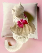 Creamy Fuschia Tütülü Kedi Elbisesi, Kıyafeti Tutu - 2