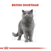 Royal Canin British Shorthair Adult Yetişkin Kedi Maması 2 Kg - 2