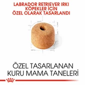 Royal Canin Labrador Retriever Adult Yetişkin Köpek Maması 12 Kg - 2