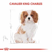 Royal Canin Cavalier King Charles Puppy Yavru Köpek Maması 1,5 Kg thumbnail 2