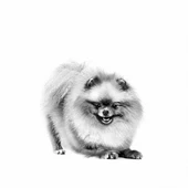 Royal Canin Pomeranian Adult Yetişkin Köpek Maması 3 Kg thumbnail 3