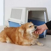 Ferplast Atlas 30 Kedi ve Küçük Irk Köpek Taşıma Kabı 40x60x38 Cm Mavi - 3