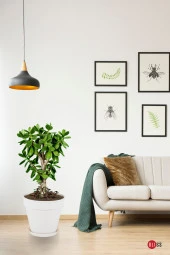 10 lt Yeşil Renk Tabaklı Izgaralı Dekoratif Plastik Yalı Saksı thumbnail 3