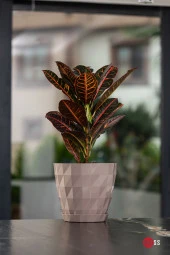 3 Adet Baklava Desenli Dekoratif Plastik Saksı 1,1 lt thumbnail 1