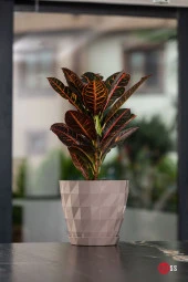 3 Adet Baklava Desenli Dekoratif Plastik Saksı 1,1 lt thumbnail 3