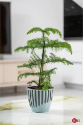 6 Adet 1,4 lt Plastik Dekoratif Mocha Renk Piyano Saksı thumbnail 3