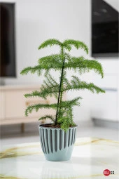 1,4 lt Plastik Dekoratif Gül Kurusu Renk Piyano Saksı thumbnail 2