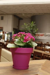 SERİNOVA Yalı Saksı 6lt YS004 thumbnail 3