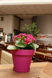 Serinova Yalı Saksı 3lt Ys003 thumbnail 5