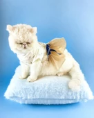 Navy Creamy Tütülü Kedi Elbisesi, Kıyafeti Tutu thumbnail 1