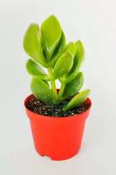 Para çiçeği para ağacı yeşim bitkisi büyük boy Crassula Portulacea bolluk bereket çiçeği - 1