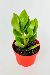 Para çiçeği para ağacı yeşim bitkisi büyük boy Crassula Portulacea bolluk bereket çiçeği - 2