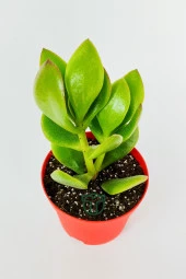 Para çiçeği para ağacı yeşim bitkisi büyük boy Crassula Portulacea bolluk bereket çiçeği - 3