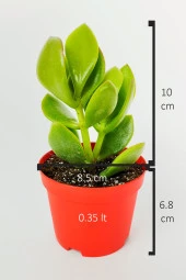 Para çiçeği para ağacı yeşim bitkisi büyük boy Crassula Portulacea bolluk bereket çiçeği - 5