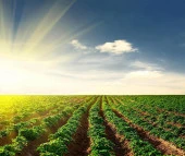 SMK SM350 İpli 7 HP Şanzımanlı Benzinli Çapa Makinesi thumbnail 2