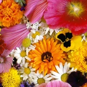 Karışık Çiçekler Tohumu Yerli 50  adet - 1