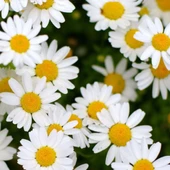 PAPATYA Tohumu Yerli Anthemis  nobilis L. 100 adet - 1