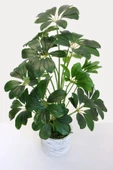 Beton Saksıda Yapay 18 Dallı Lüx Schefflera (şeflera) Bitki 68 Cm - 1