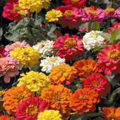 ZİNNA Tohumu Yerli Zinnia 30 adet - 1