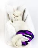 Modern Purp Kemique's Secret Kedi İç Çamaşırı  Regl Külot  Don - 6